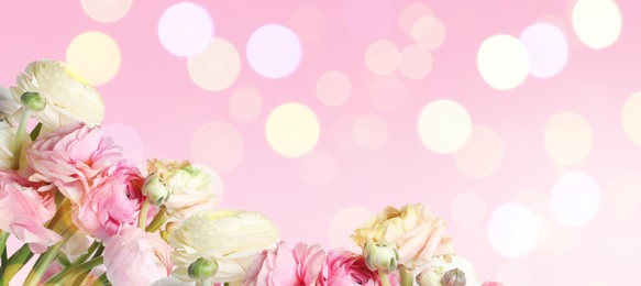 Image of Beautiful ranunculus flowers on pink background, space for text. Banner design