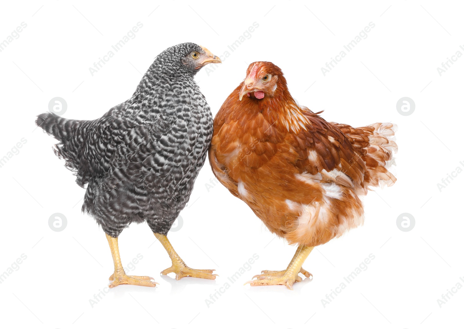 Photo of Two different beautiful chickens on white background. Domestic animals