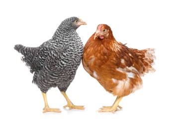 Two different beautiful chickens on white background. Domestic animals
