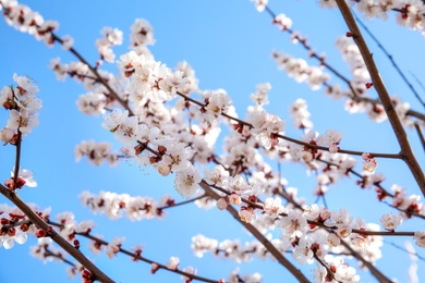 Photo of Closeup view of blossoming apricot tree on sunny day outdoors. Springtime