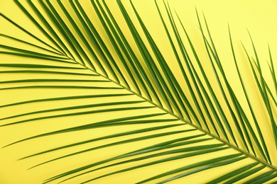 Photo of Fresh tropical date palm leaf on color background, top view