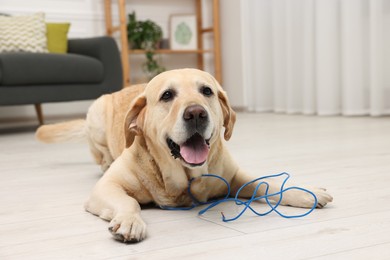 Naughty Labrador Retriever dog near damaged electrical wire at home