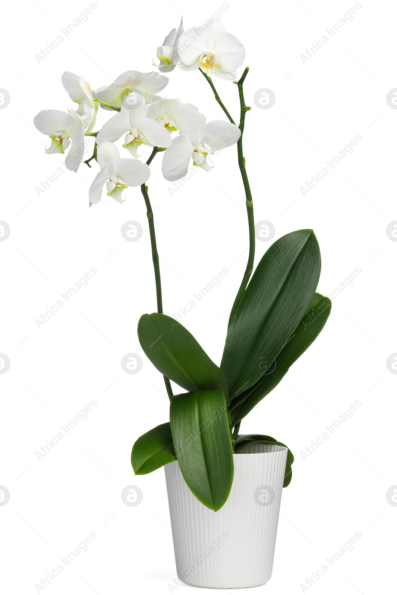 Photo of Blooming orchid flower in pot isolated on white