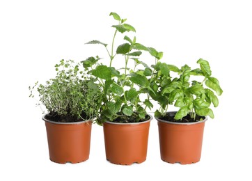 Different aromatic potted herbs on white background