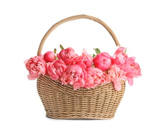 Wicker basket with beautiful pink peonies on white background