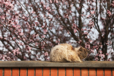 Cute cat sleeping on wall near blossoming orchard on spring day