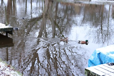 Photo of Water canal with ducks on winter day