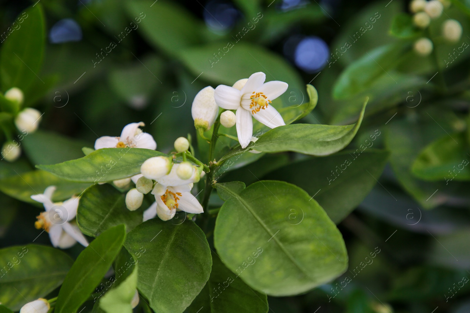 Photo of Beautiful grapefruit flowers blooming on tree branch outdoors