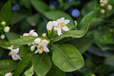 Beautiful grapefruit flowers blooming on tree branch outdoors
