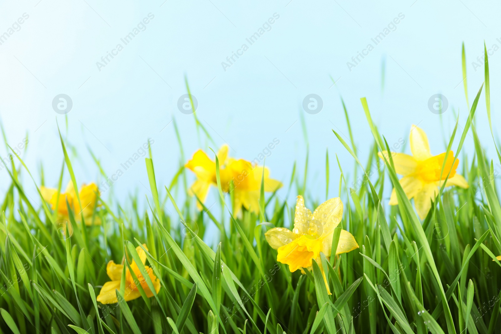 Photo of Bright spring grass and daffodils with dew against light blue background