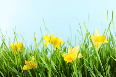 Photo of Bright spring grass and daffodils with dew against light blue background