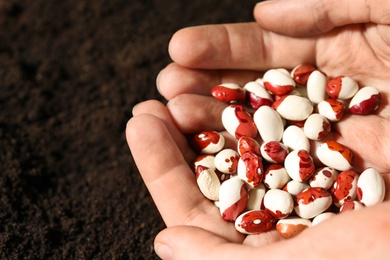 Photo of Woman holding pile of beans over soil, closeup. Vegetable seeds planting