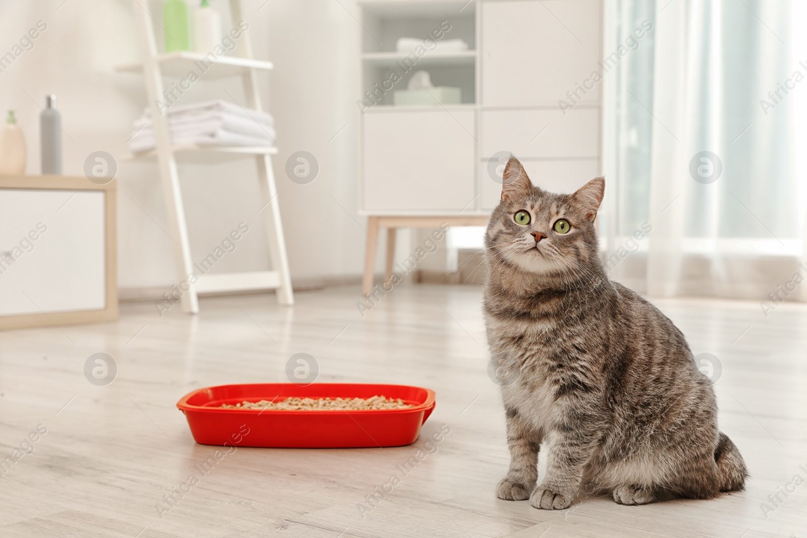 Adorable grey cat near litter box indoors. Pet care Photo of Adorable grey cat near litter box indoors. Pet care
