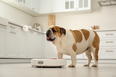 Photo of Robotic vacuum cleaner and adorable dog on floor in kitchen