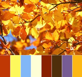 Image of Palette of autumn colors and tree with beautiful bright leaves outdoors on sunny day