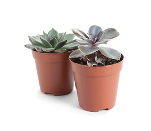 Different succulent plants in pots isolated on white. Home decor