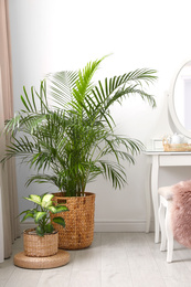 Beautiful potted plants near window with curtains in stylish room