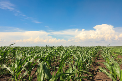 Photo of Beautiful view of corn field. Agriculture industry