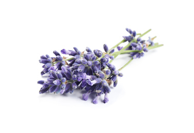 Photo of Beautiful blooming lavender flowers on white background