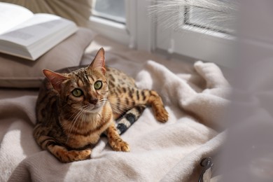 Photo of Cute Bengal cat on windowsill at home, space for text. Adorable pet