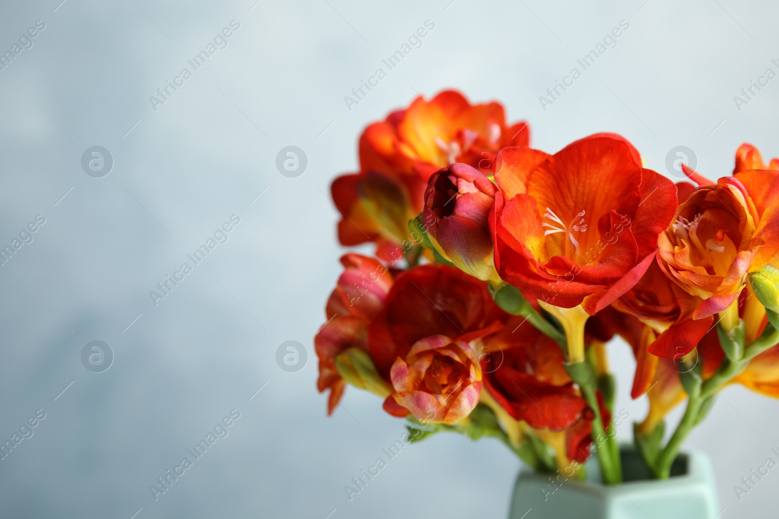 Photo of Beautiful spring freesia flowers in vase on color background. Space for text