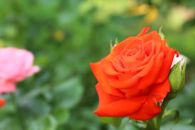 Photo of Beautiful blooming rose in green garden on summer day. Space for text