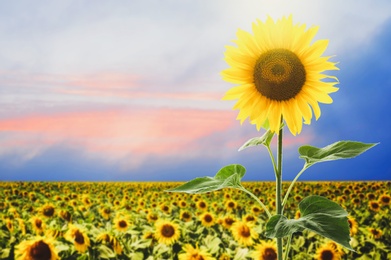Image of Beautiful sunflower in field under blue sky 