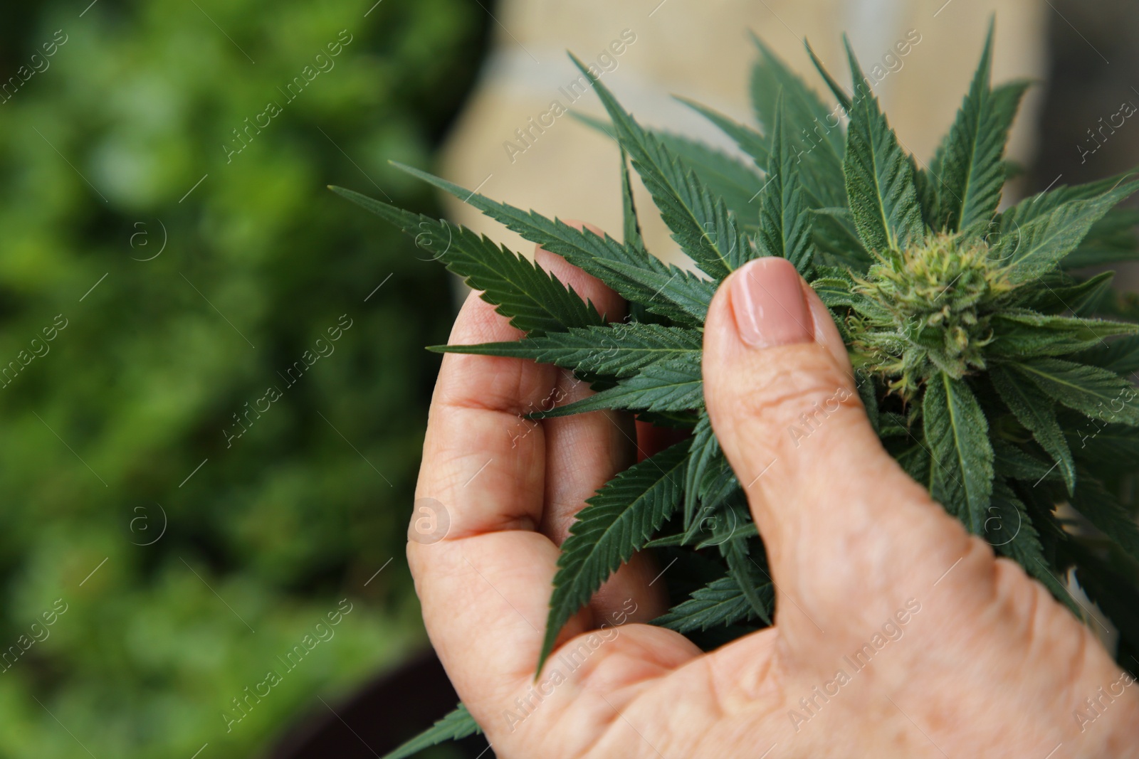 Photo of Woman near green organic hemp plant outdoors, closeup. Space for text