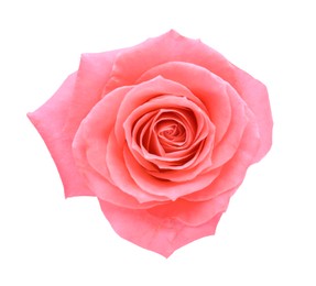 Photo of Beautiful pink rose with tender petals on white background, top view