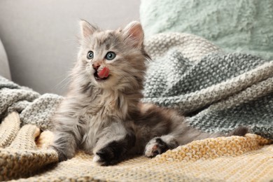 Photo of Cute kitten on knitted blanket. Baby animal
