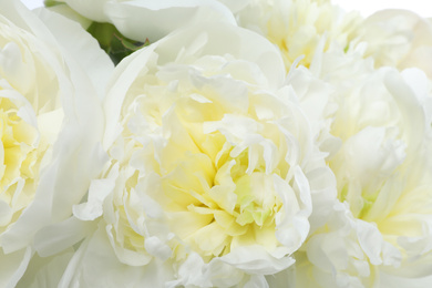 Photo of Beautiful white peonies as background, closeup view
