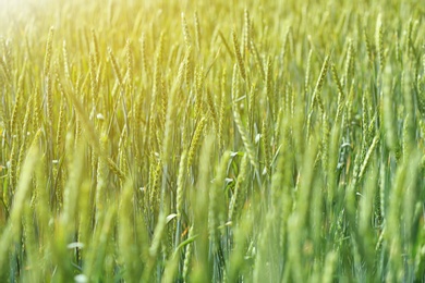 Photo of Wheat field on sunny day. Amazing nature in  summer