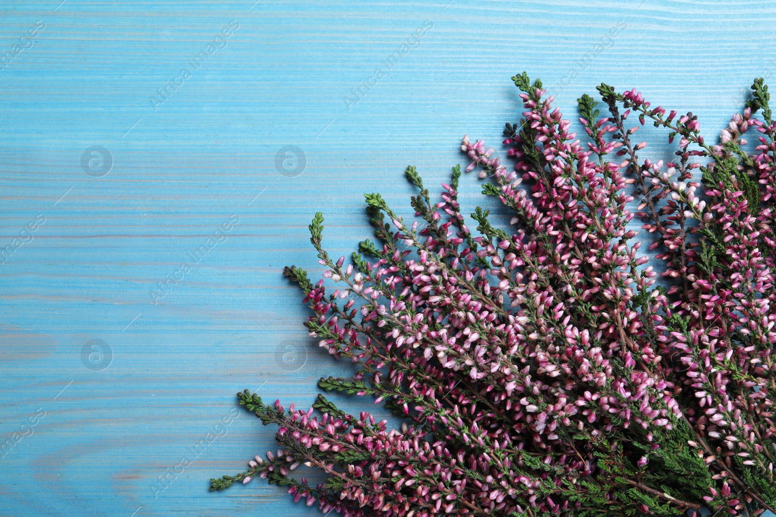 Photo of Heather branches with beautiful flowers on light blue wooden table, flat lay. Space for text