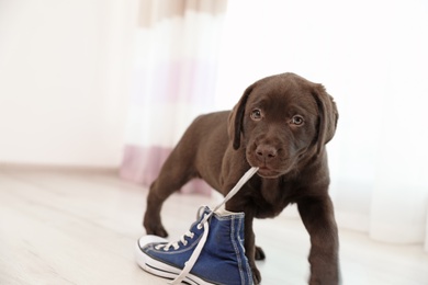 Photo of Chocolate Labrador Retriever puppy playing with sneaker indoors