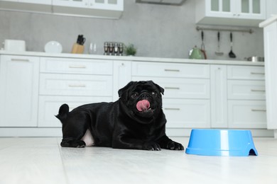 Cute Pug dog eating from plastic bowl in kitchen