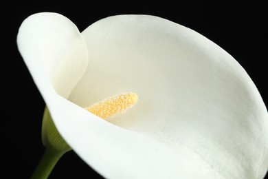 Photo of Beautiful calla lily flower on black background, closeup