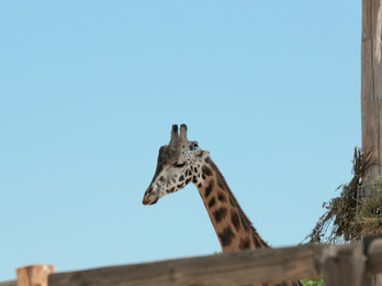 Photo of Rothschild giraffe at enclosure in zoo on sunny day