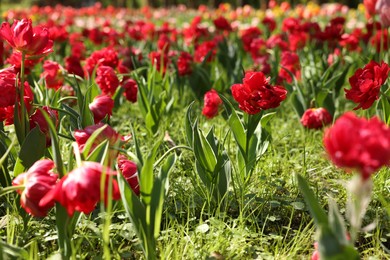 Photo of Beautiful red tulips growing outdoors on sunny day