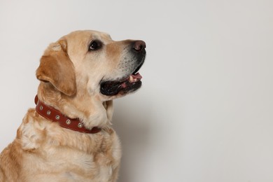Photo of Cute Labrador Retriever in dog collar on white background. Space for text