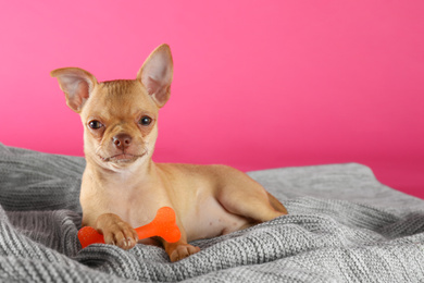 Photo of Cute Chihuahua puppy with toy on blanket. Baby animal