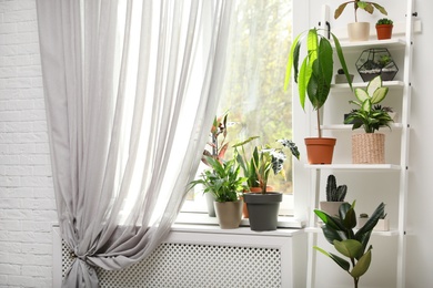 Photo of Different green potted plants near window at home