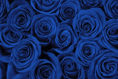 Image of Beautiful fresh blue roses as background, closeup. Floral decor