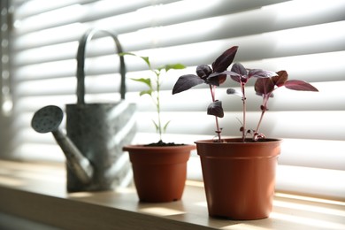 Photo of Red basil seedlings in flowerpot on window sill indoors