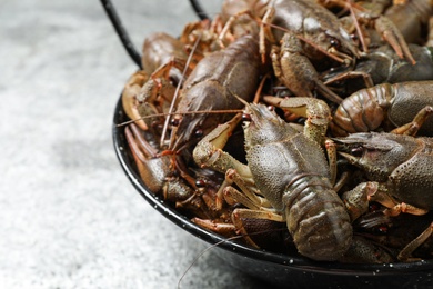 Fresh raw crayfishes on grey table, closeup