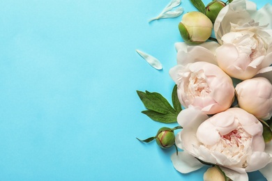 Photo of Beautiful blooming peony flowers on color background, top view