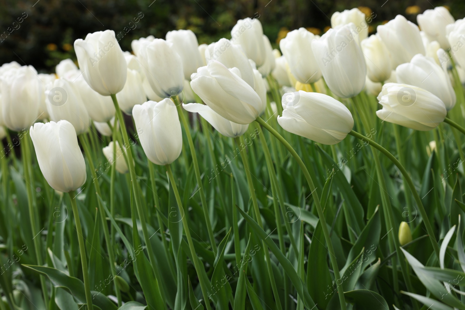 Photo of Many beautiful white tulip flowers growing outdoors, closeup. Spring season