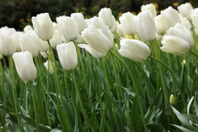 Many beautiful white tulip flowers growing outdoors, closeup. Spring season