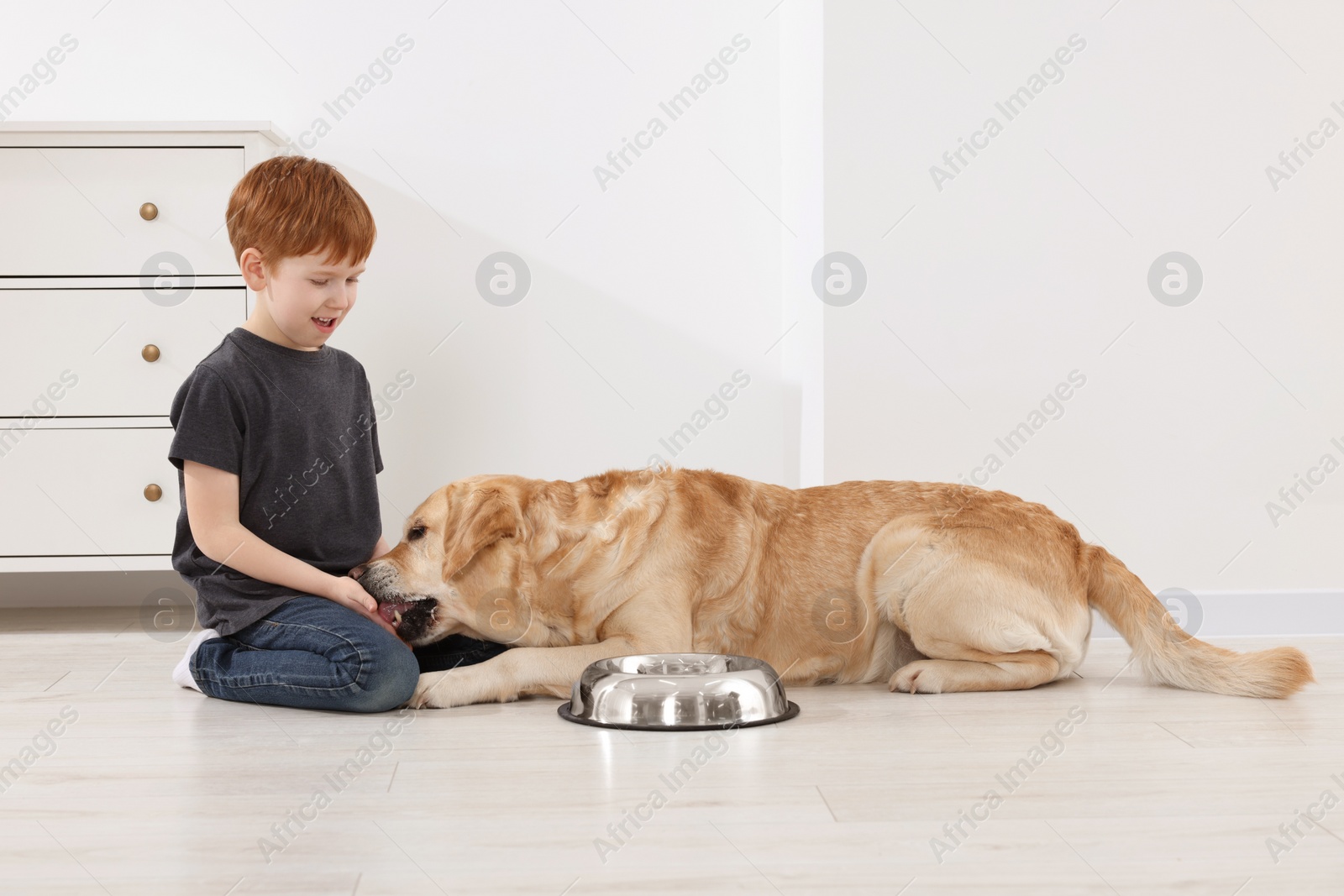 Photo of Cute child feeding his Labrador Retriever at home. Adorable pet