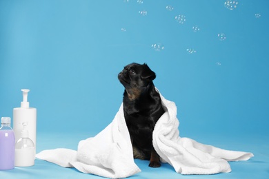 Cute black Petit Brabancon dog, bath accessories and bubbles on light blue background