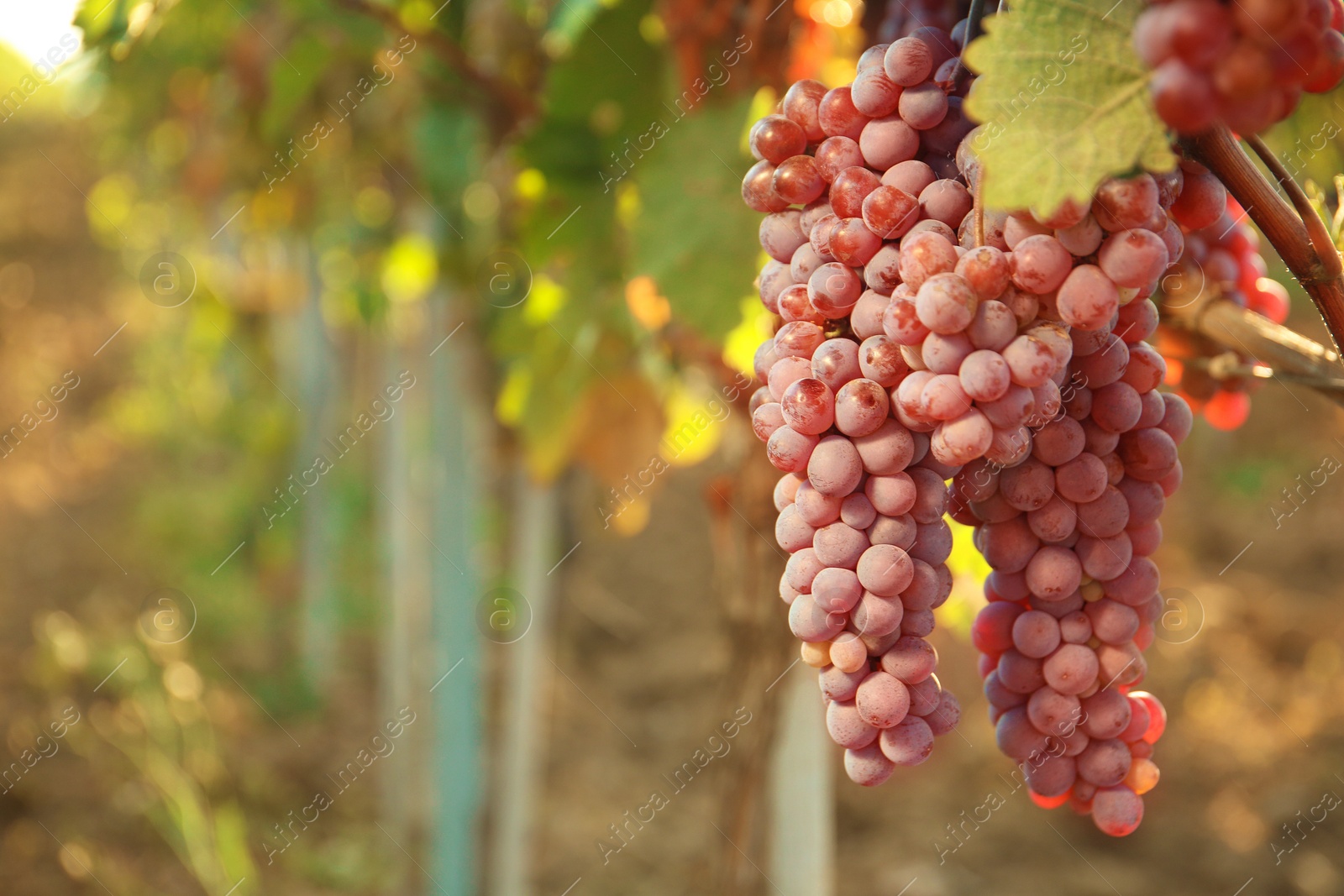 Photo of Bunches of grapes growing in vineyard on sunny day. Wine production